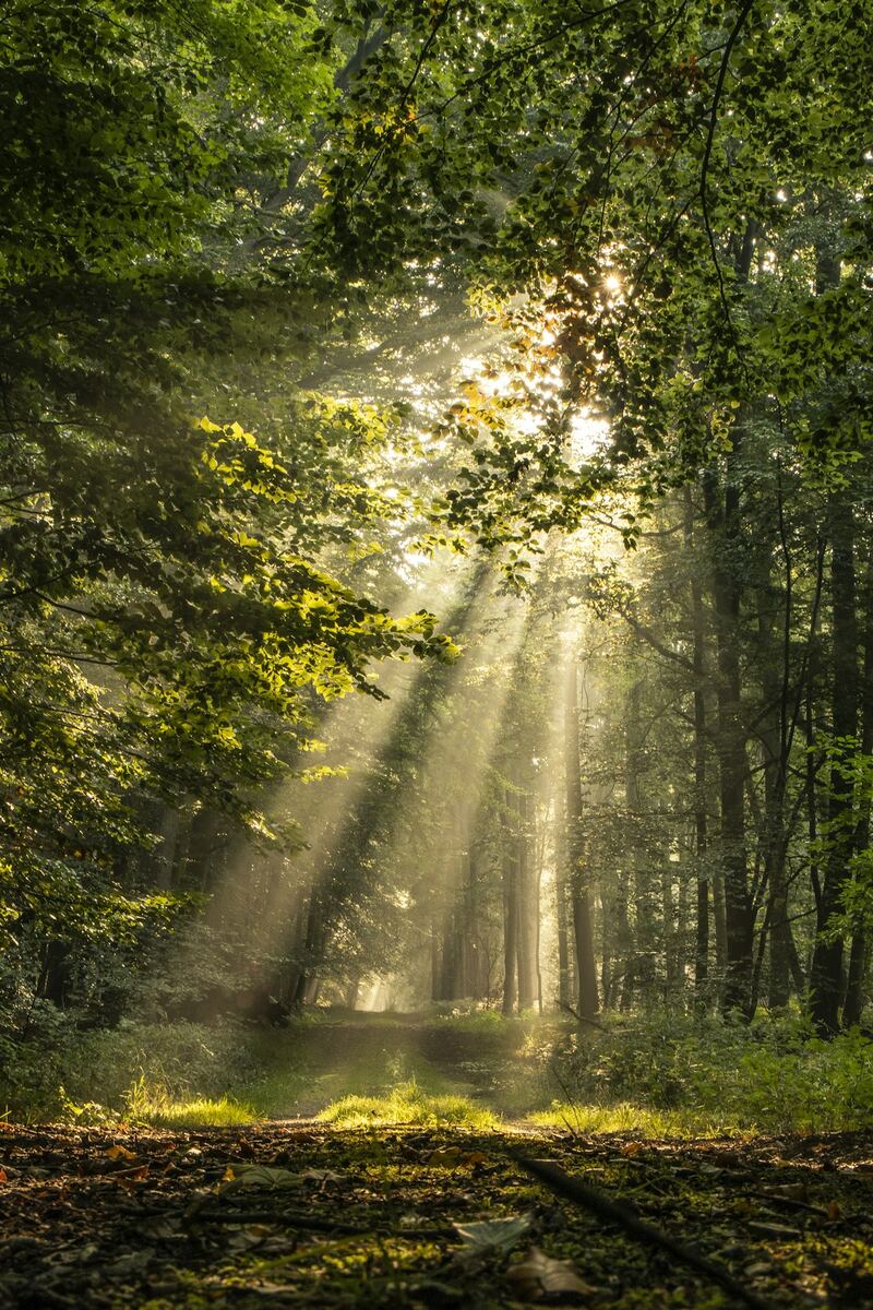 Sunbeams streaming through the canopy of a green forest onto the woodland floor